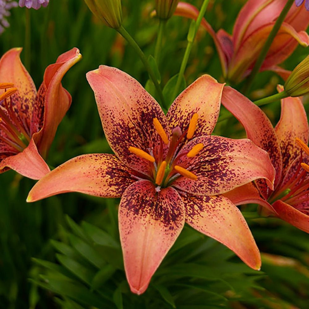 Bulbi de Crini imperiali Whistler cu flori mari, portocaliu-ruginie pestrite bordeaux, 1 bulb
