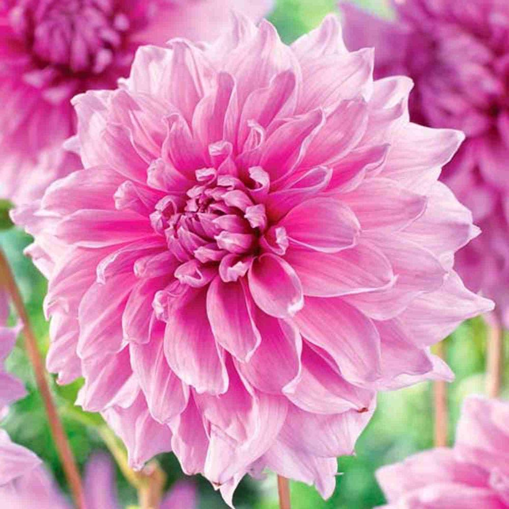 Bulbi de Dalii decorative gigant Lavender Perfection cu flori mari, roz-pastel, 1 bulb