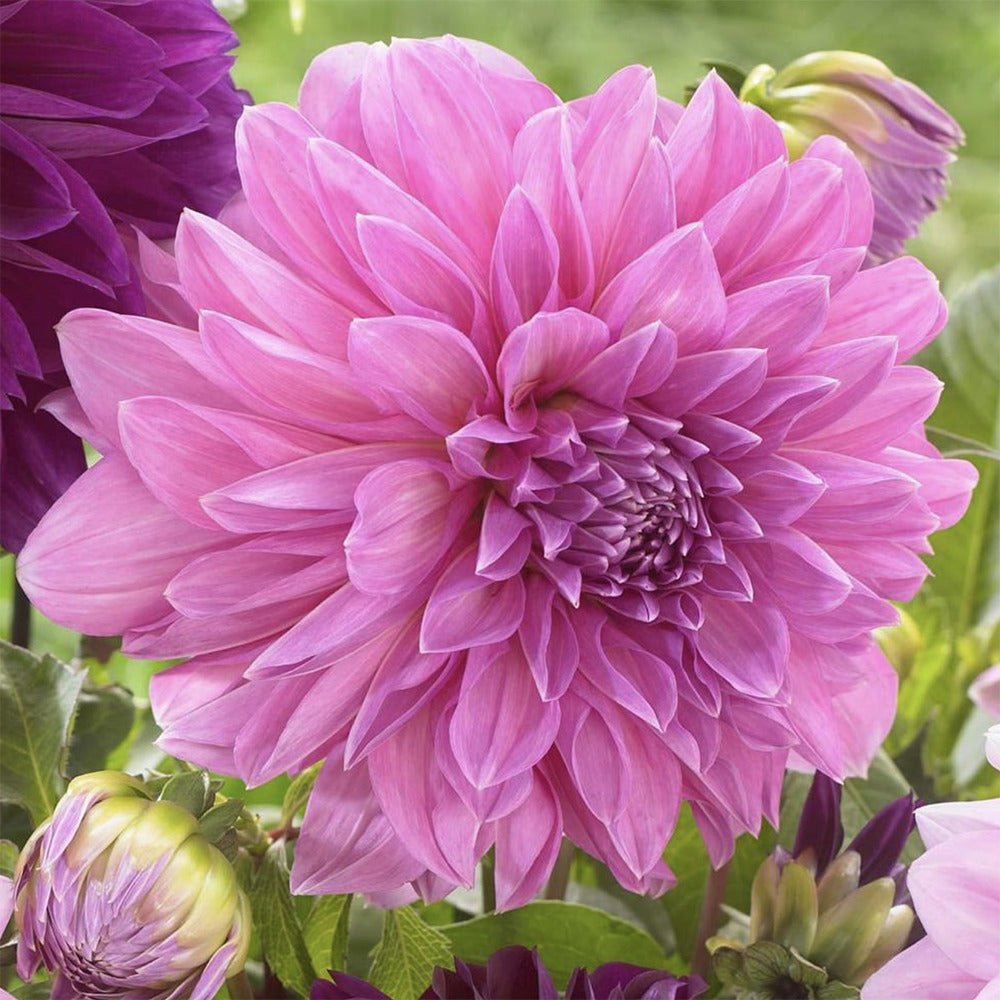 Bulbi de Dalii decorative gigant Lavender Perfection cu flori mari, roz-pastel, 1 bulb