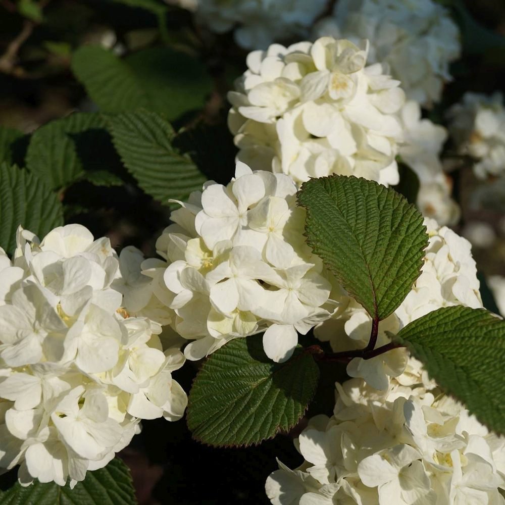 Bulgare de Zapada Grandiflorum (Calinul), cu flori albe sferice parfumate