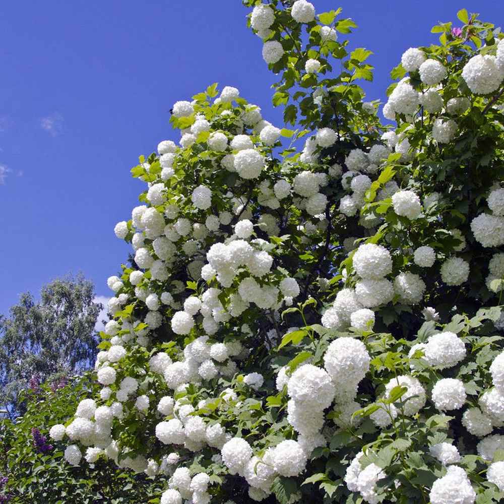 Bulgare de Zapada Roseum (Calinul), cu flori albe sferice