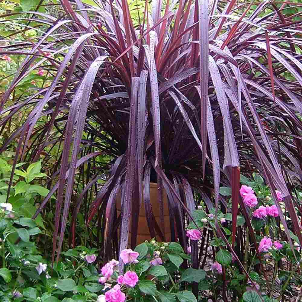 Cordyline 'Burgundy Spire', 80-100 cm, planta decorativa exotica cu frunze visiniu inchis