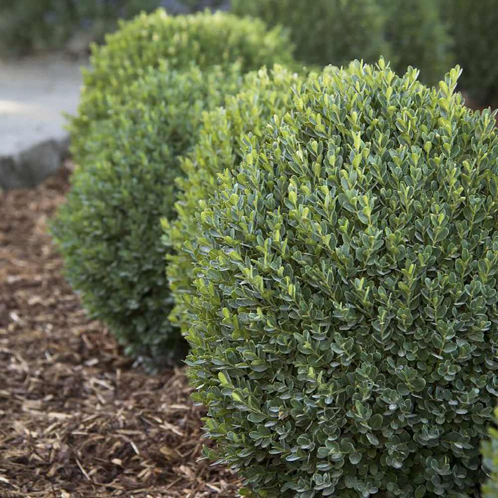 Buxus Sempervirens (Cimisir) Rotund/Glob
