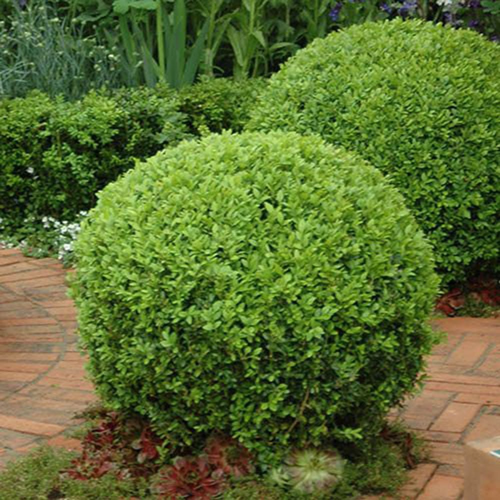 Buxus Sempervirens (Cimisir) Rotund/Glob