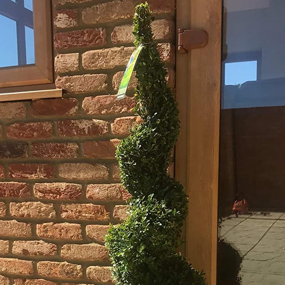 Buxus Sempervirens (Cimisir) Spiral