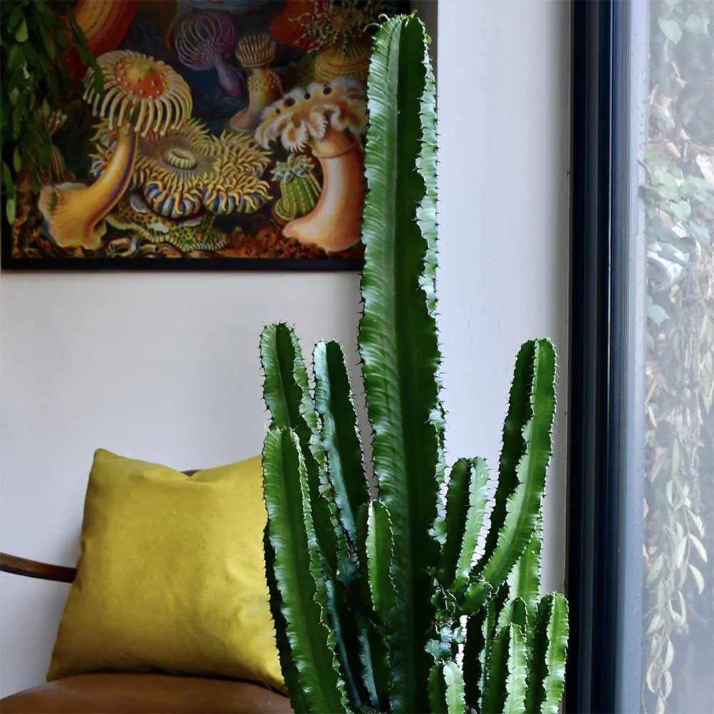 Cactus Candelabru - 110 cm