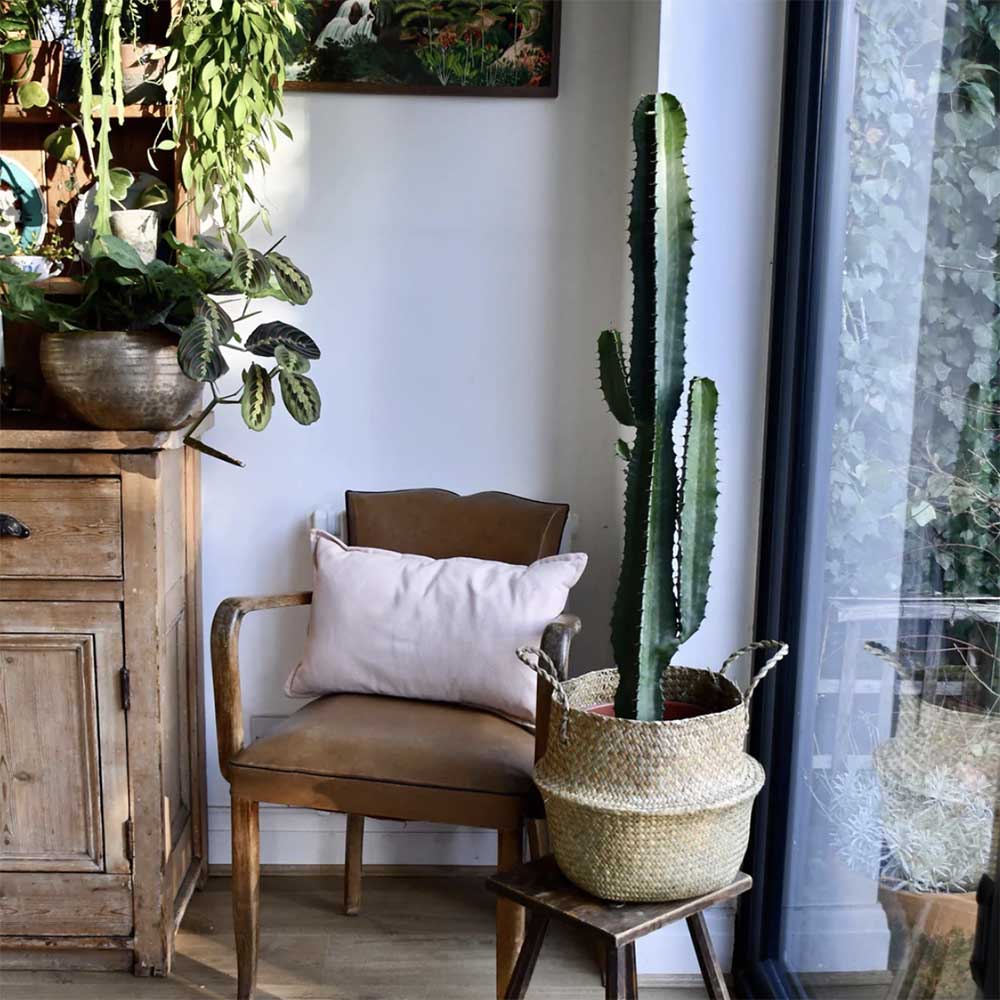 Cactus Candelabru - 110 cm