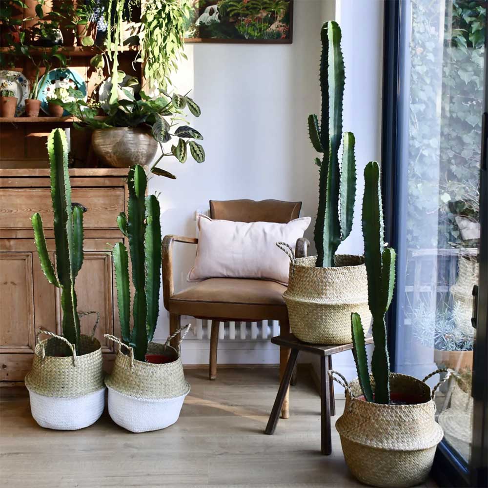 Cactus Candelabru - 110 cm