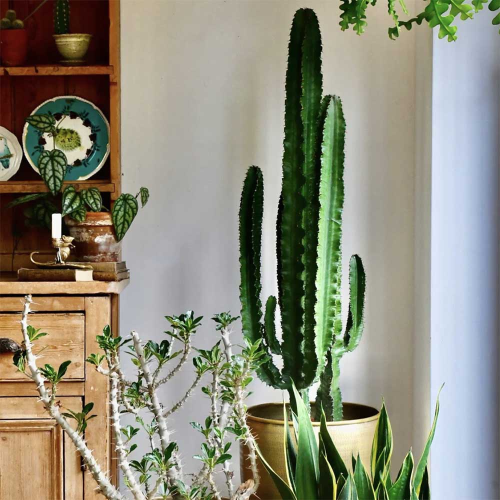Cactus Candelabru - 110 cm
