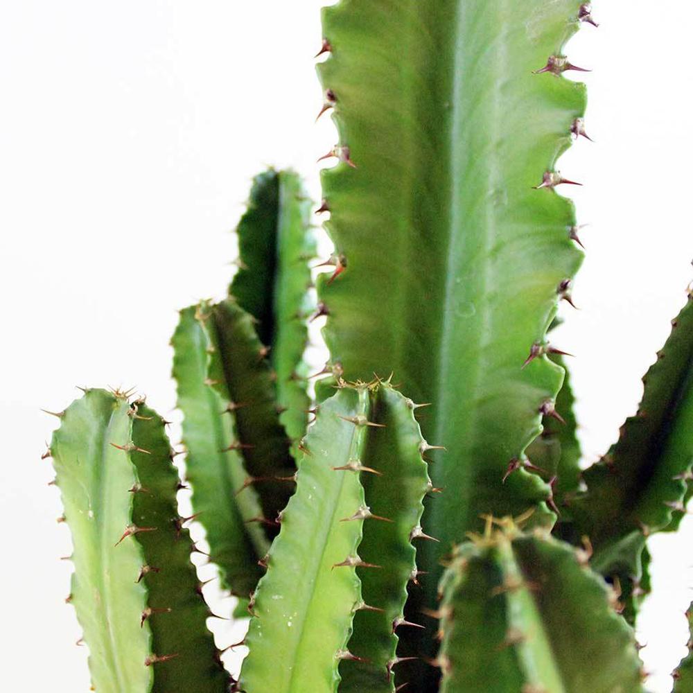 Cactus Candelabru - 95 cm