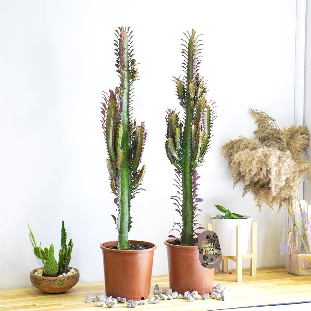 Cactus Candelabru Trigona Rubra - 70 cm