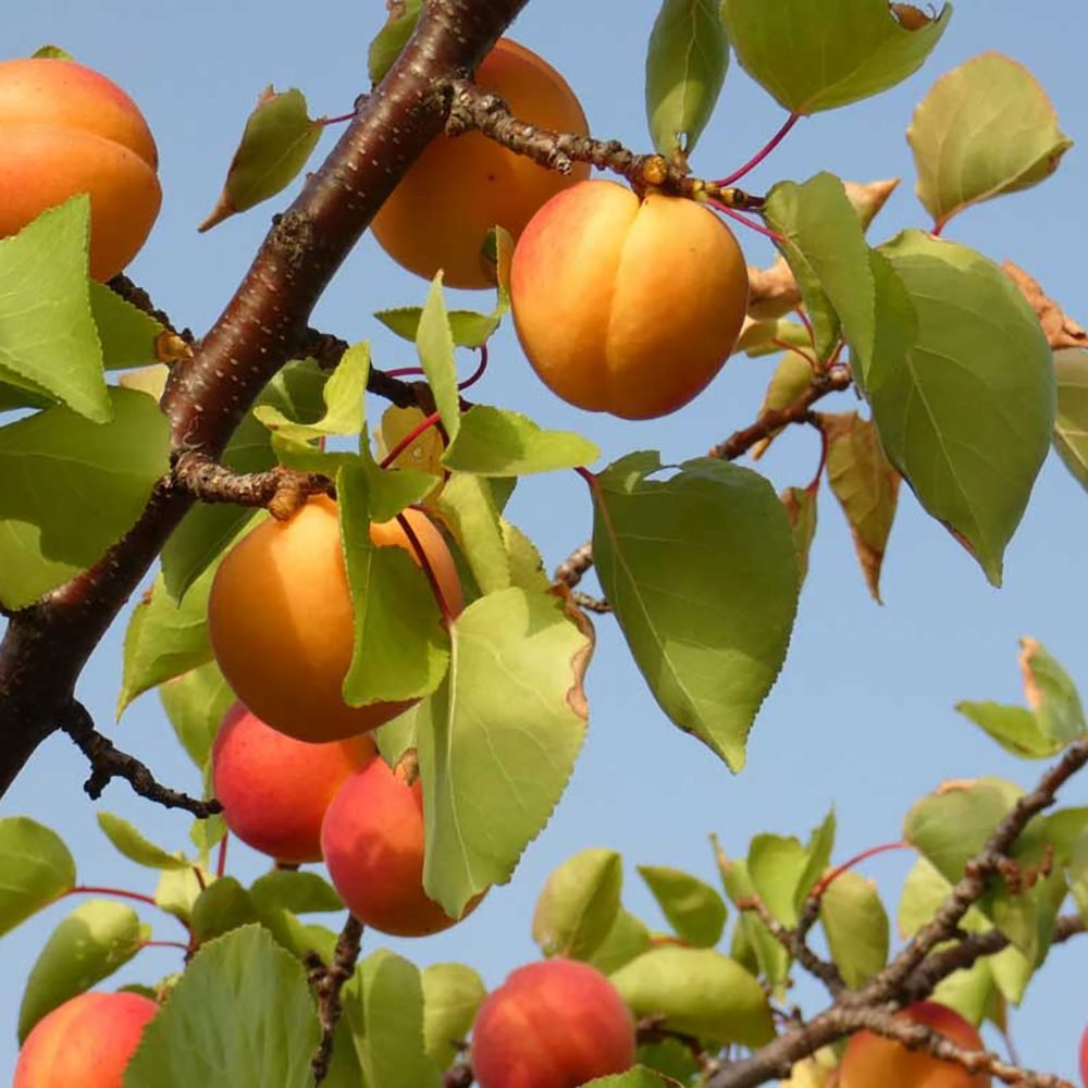 Cais (Prunus armeniaca), cu fructe dulci galbene