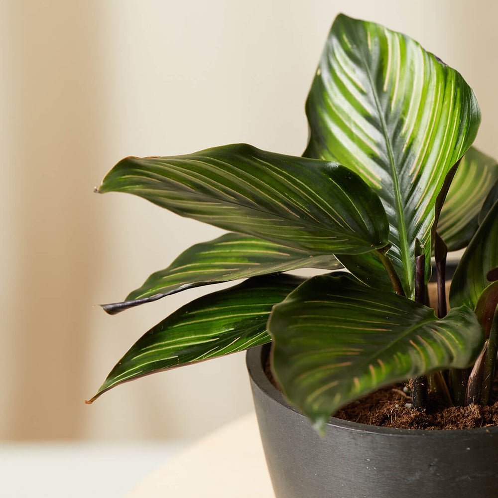 Calathea Beauty Star - 35 cm