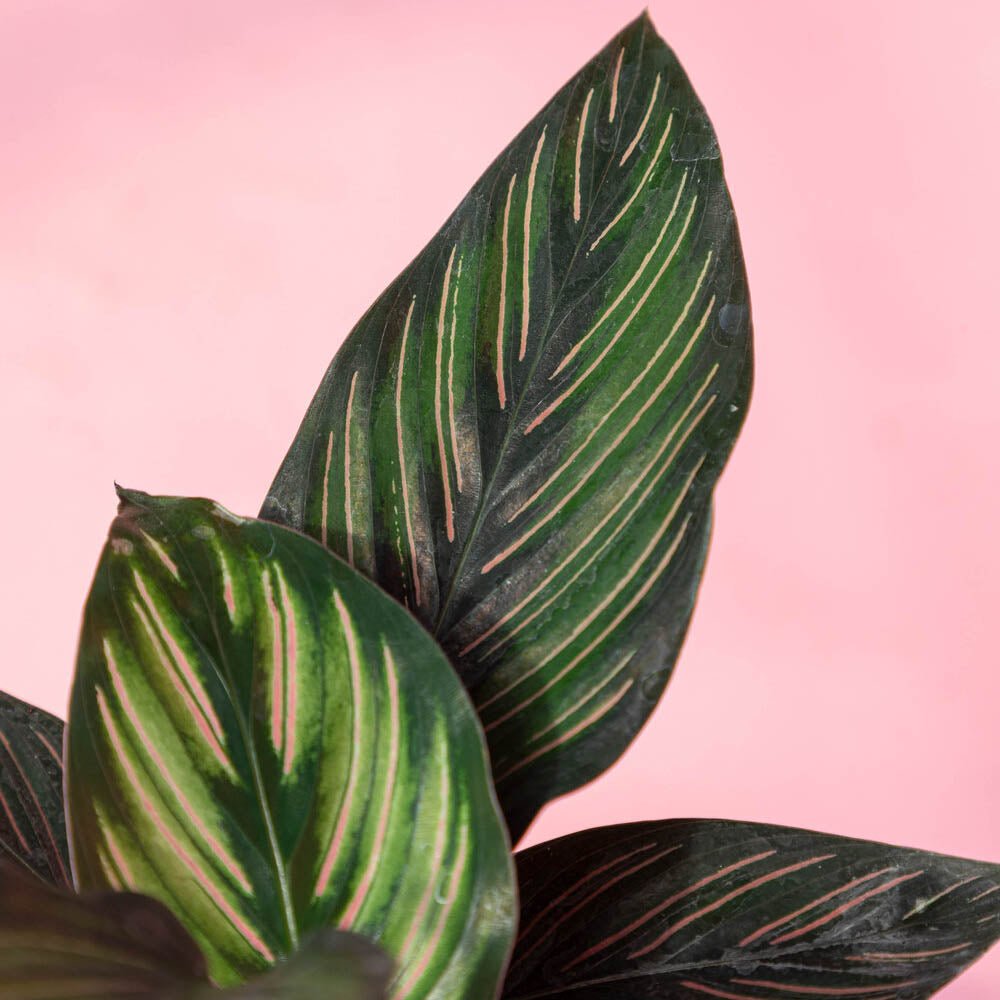 Calathea Beauty Star - 35 cm