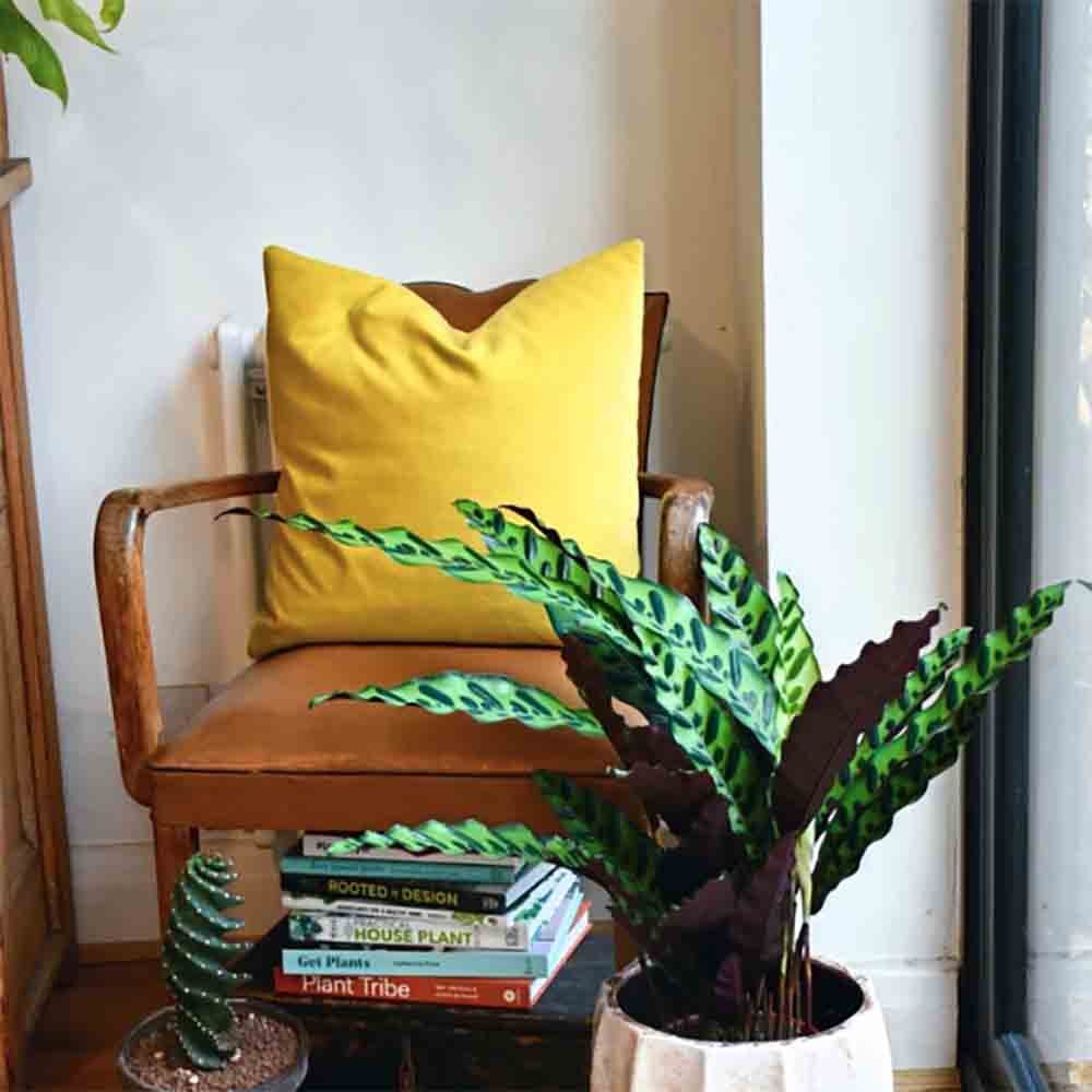 Calathea Insignis - 60 cm