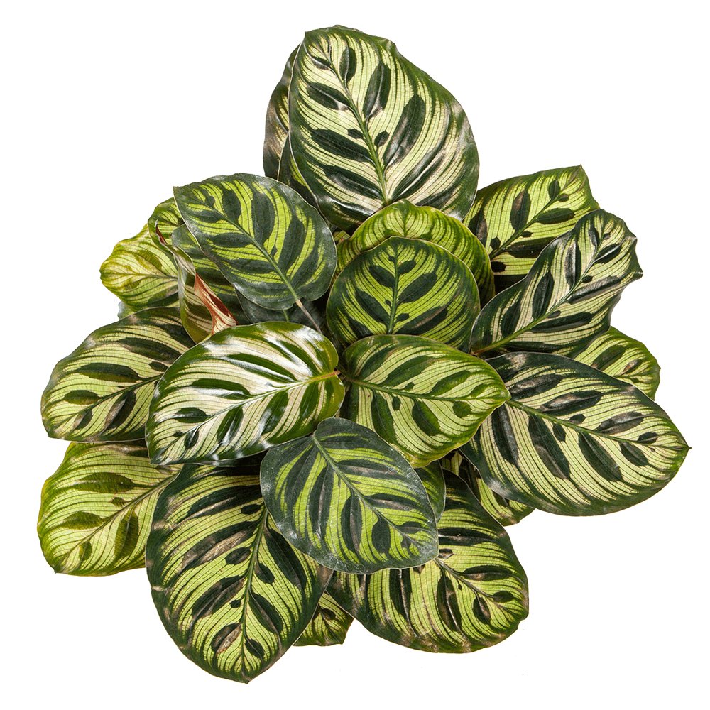 Calathea Makoyana - 80 cm