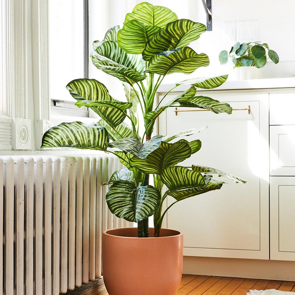 Calathea Orbifolia - 45 cm