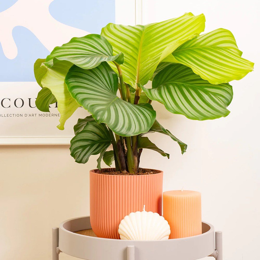Calathea Orbifolia - 75-85 cm