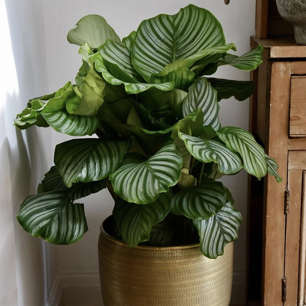 Calathea Orbifolia - 75-85 cm