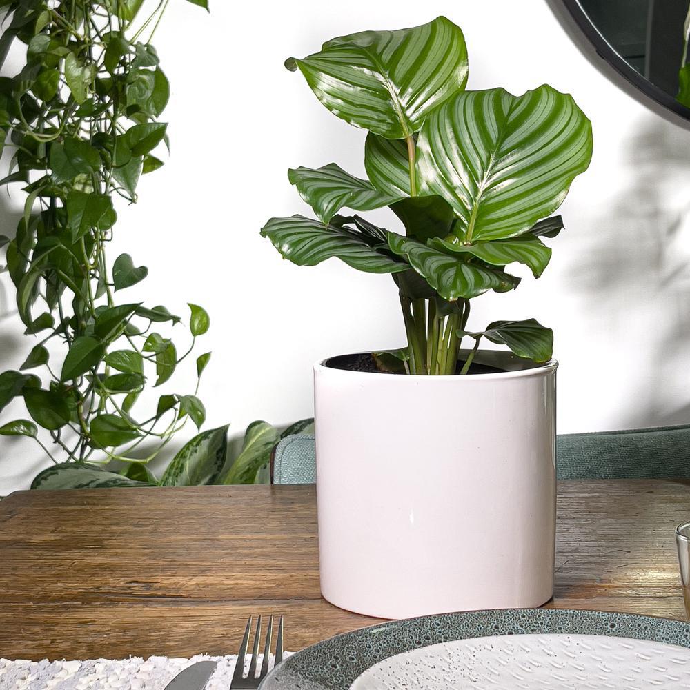 Calathea Orbifolia - 75-85 cm