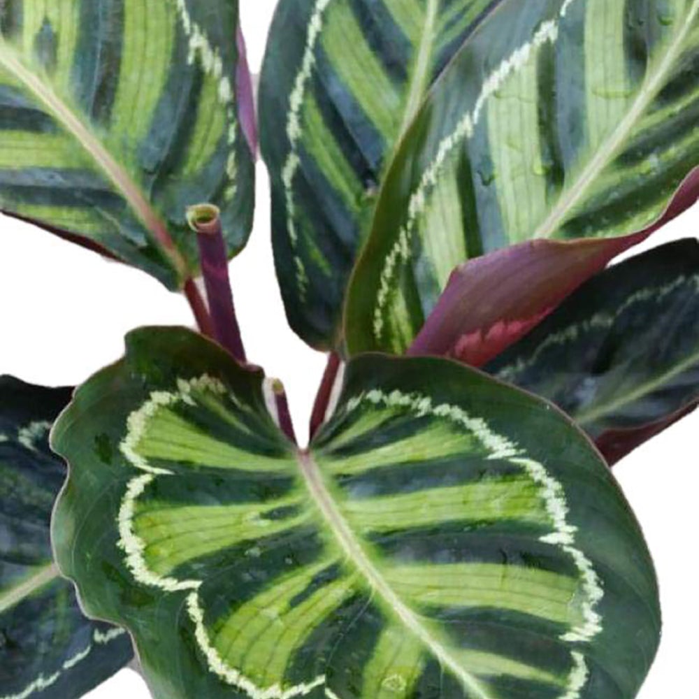 Calathea Rosea - 30 cm