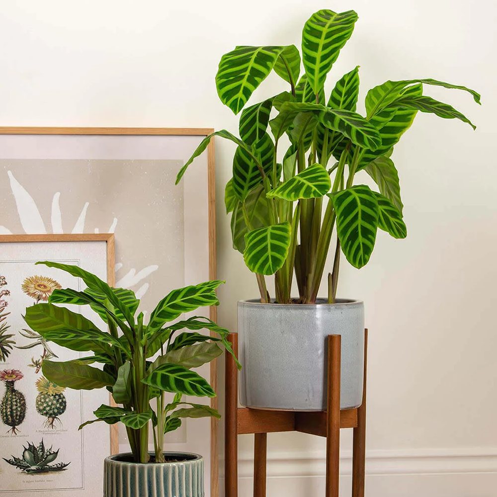 Calathea Zebrina - 80 cm