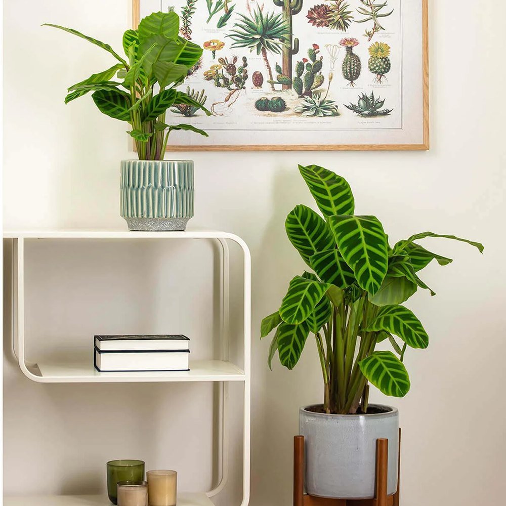 Calathea Zebrina - 80 cm