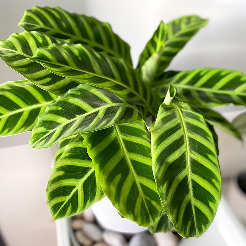 Calathea Zebrina - 80 cm
