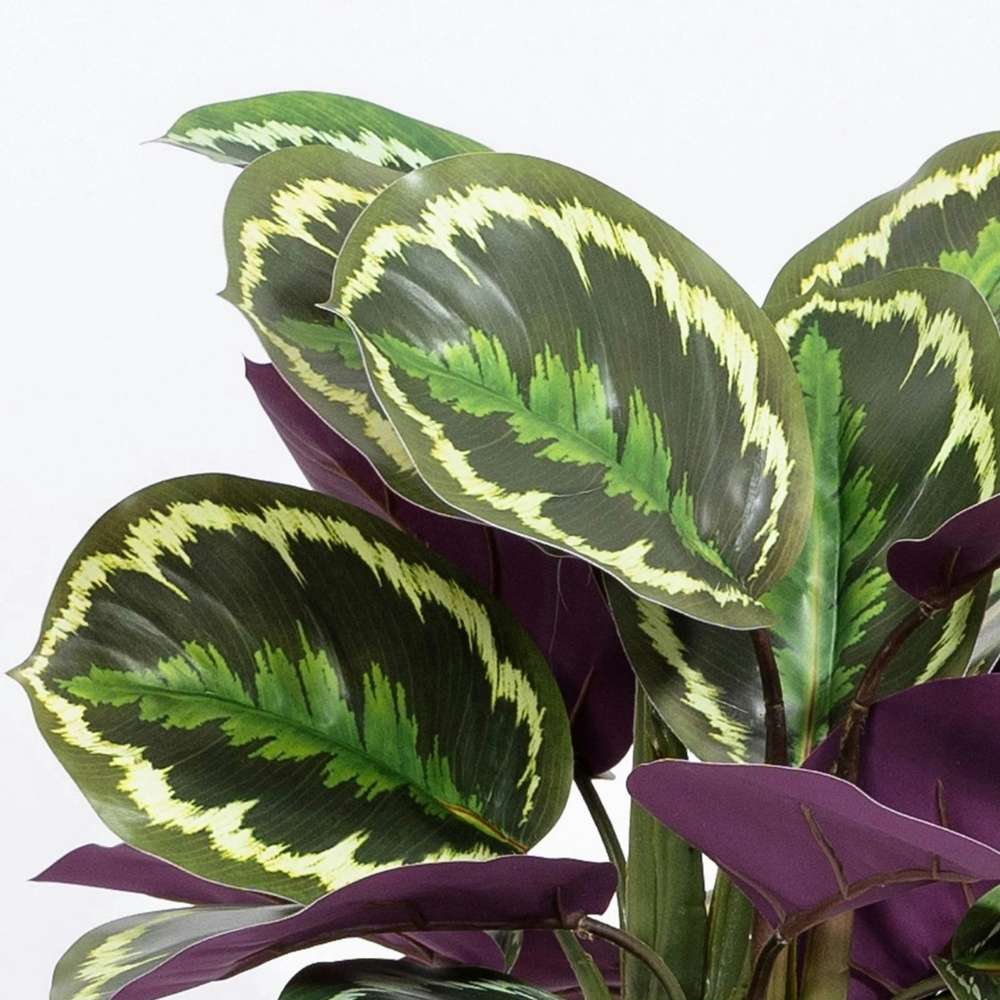 Planta care se Roaga Calathea Medallion, frunze elegante rotunde cu model simetric, verde si margini argintii, perfecta pentru orice decor interior - 80-90 cm
