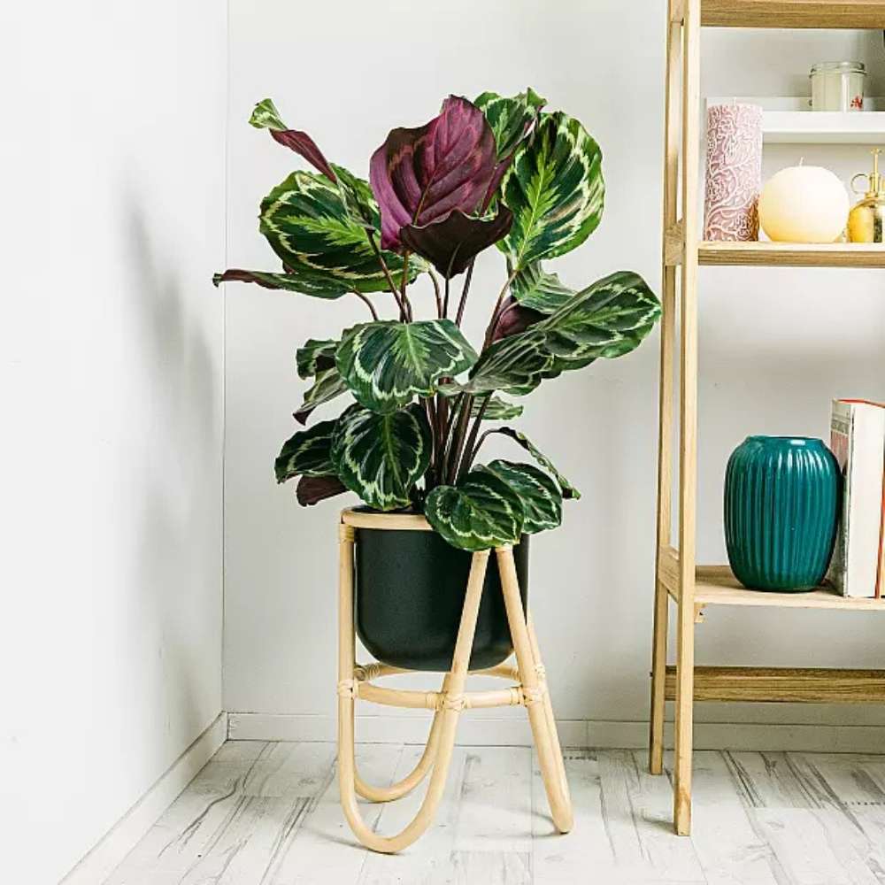 Planta care se Roaga Calathea Medallion, frunze elegante rotunde cu model simetric, verde si margini argintii, perfecta pentru orice decor interior - 80-90 cm