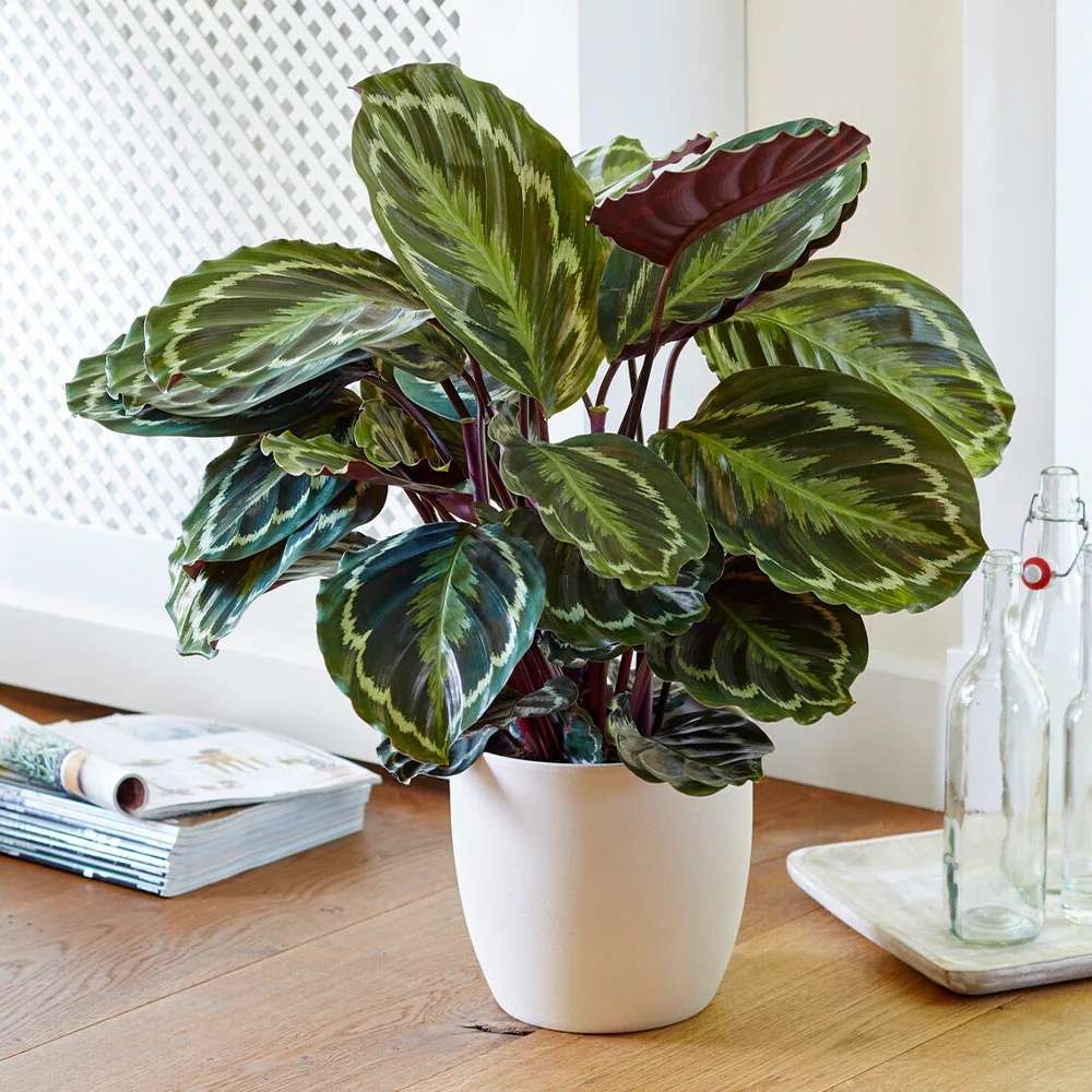 Planta care se Roaga Calathea Medallion, frunze elegante rotunde cu model simetric, verde si margini argintii, perfecta pentru orice decor interior - 80-90 cm