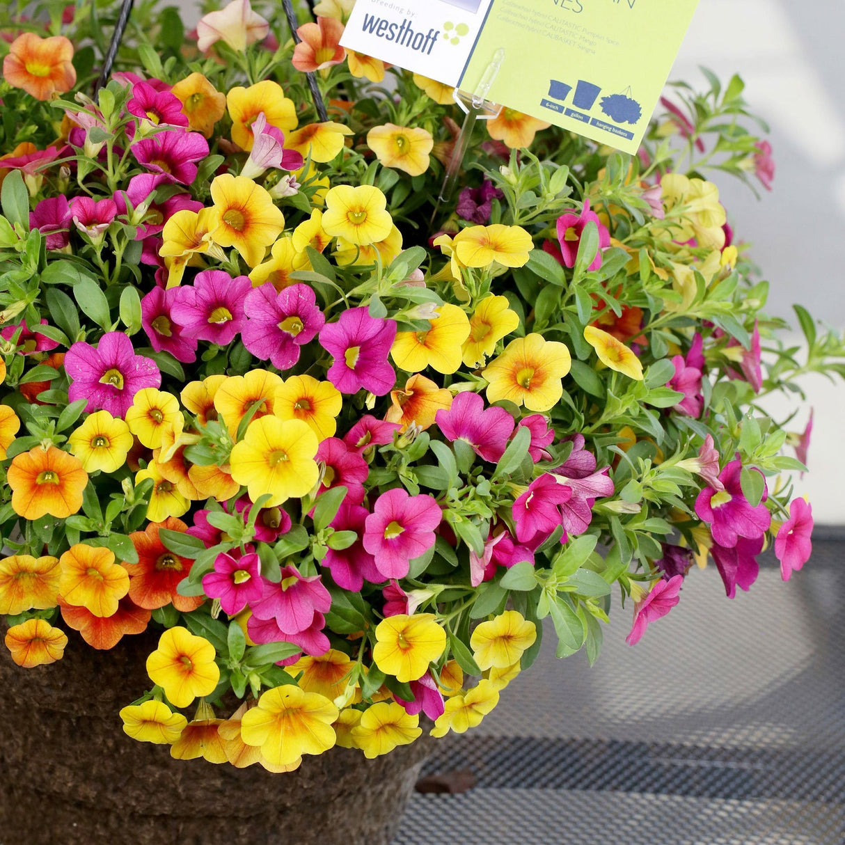 Calibrachoa (Petunie) Mix Karneval - Tropical
