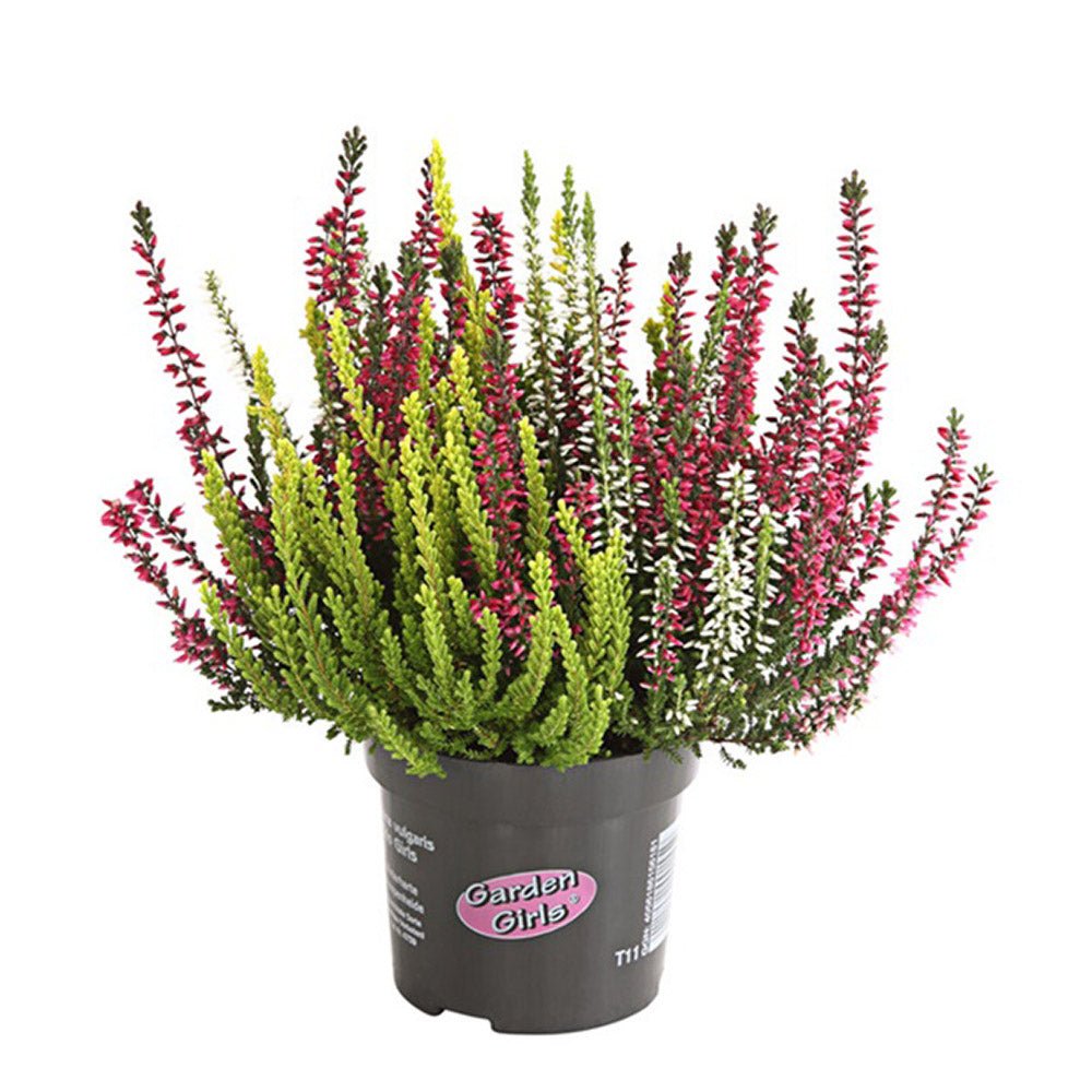 Calluna (Iarba Neagra) Mix de Culori