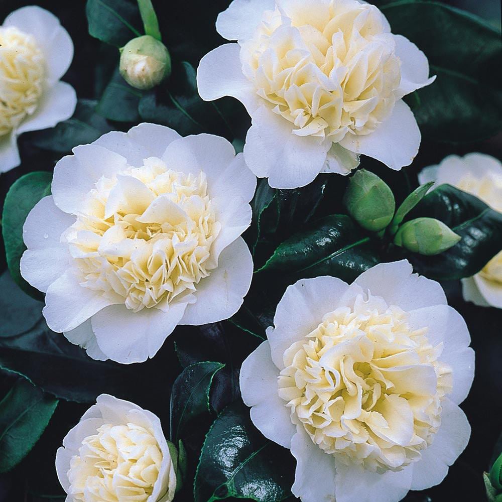 Trandafir Japonez Camellia Brushfields Yellow, cu flori galbene duble