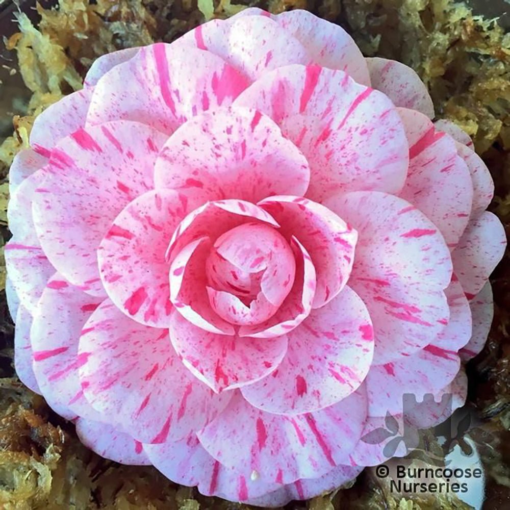 Trandafir Japonez Camellia William Bartlett, cu flori roz