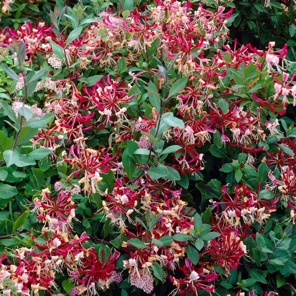 Mana Maicii Domnului/Caprifoi (Lonicera) Belgica, cu Flori alb-roz-mov, cataratoare