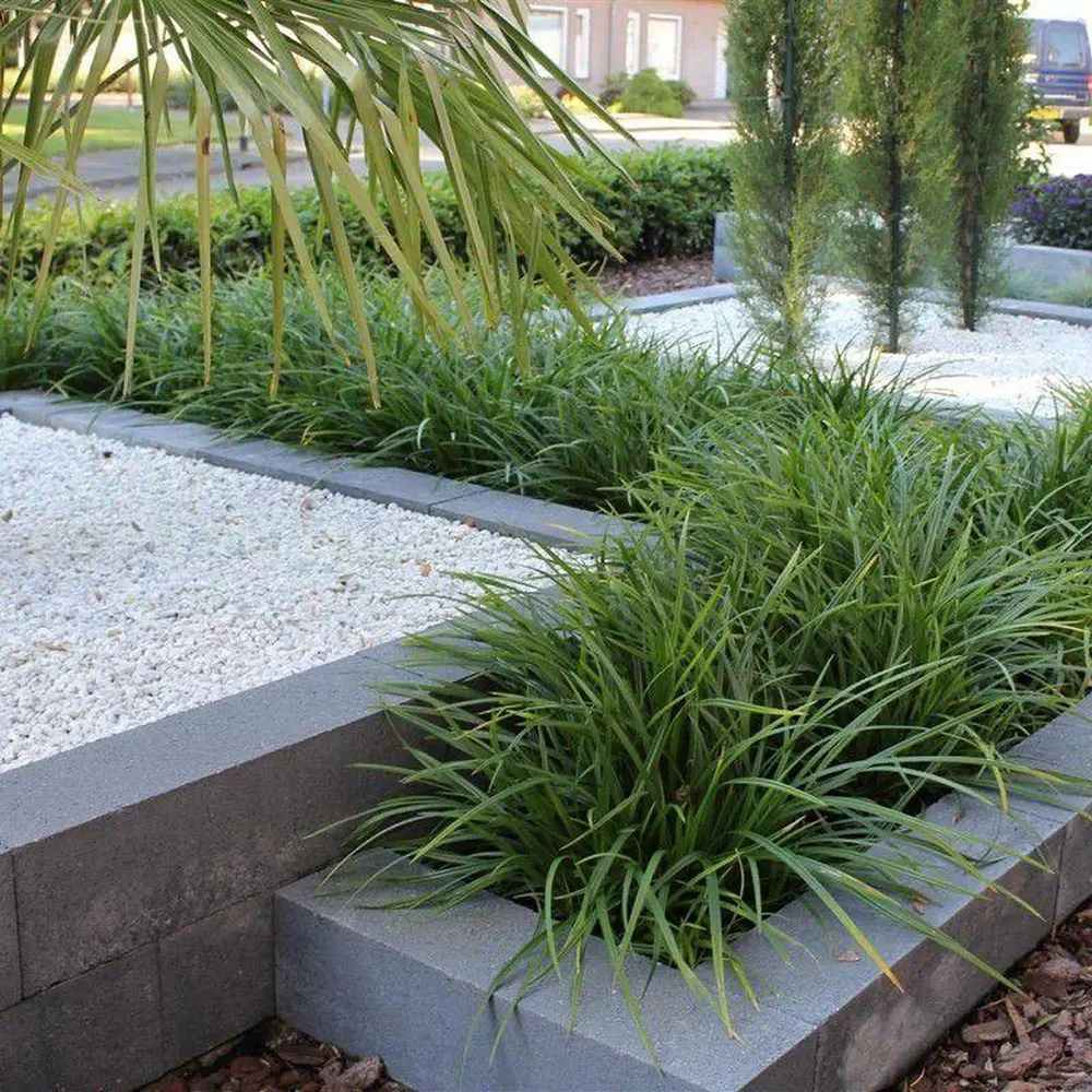 Iarba Ornamentala Carex Rogoz Irishgreen, iarba ornamentala vesnic verde, decor de umbra