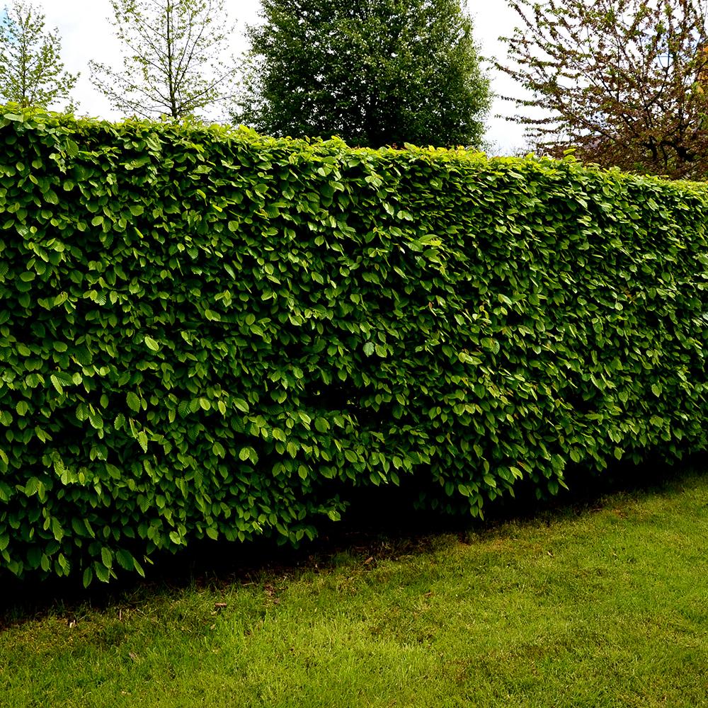 Carpen European (Carpinus Betulus), gard viu