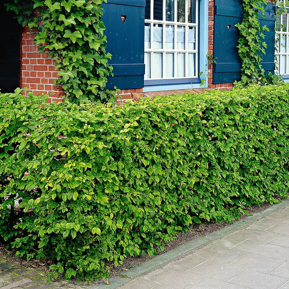 Carpen European (Carpinus Betulus), gard viu