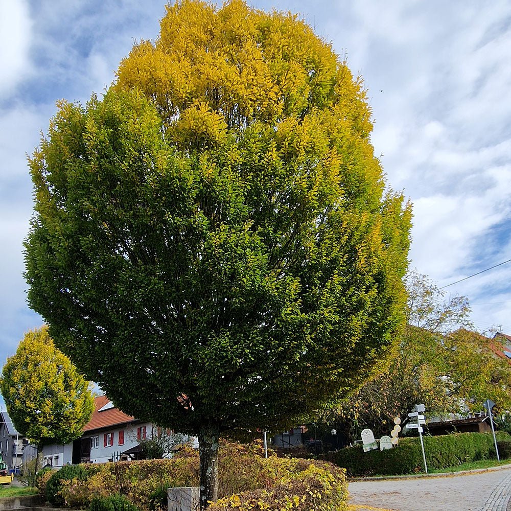 Carpen Monumentalis (Carpinus Betulus)