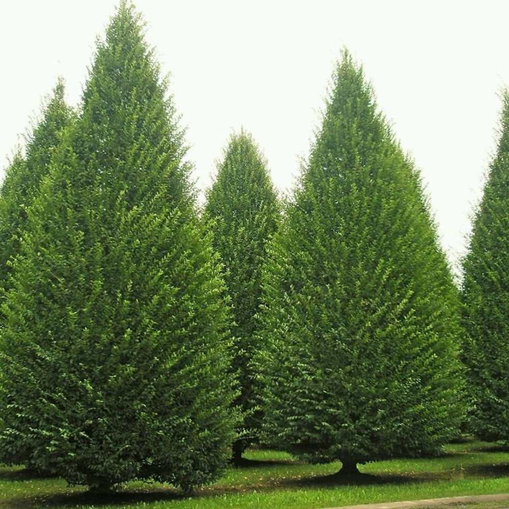 Oszlopos gyertyán ‘Lucas’ (Carpinus betulus), oszlopos gyertyán, архитектurális megjelenéssel, kompakt koronával, modern kertekbe