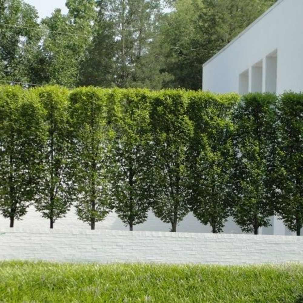 Oszlopos gyertyán ‘Lucas’ (Carpinus betulus), oszlopos gyertyán, архитектurális megjelenéssel, kompakt koronával, modern kertekbe