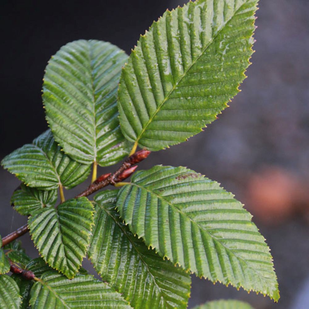 Oszlopos gyertyán ‘Lucas’ (Carpinus betulus), oszlopos gyertyán, архитектurális megjelenéssel, kompakt koronával, modern kertekbe