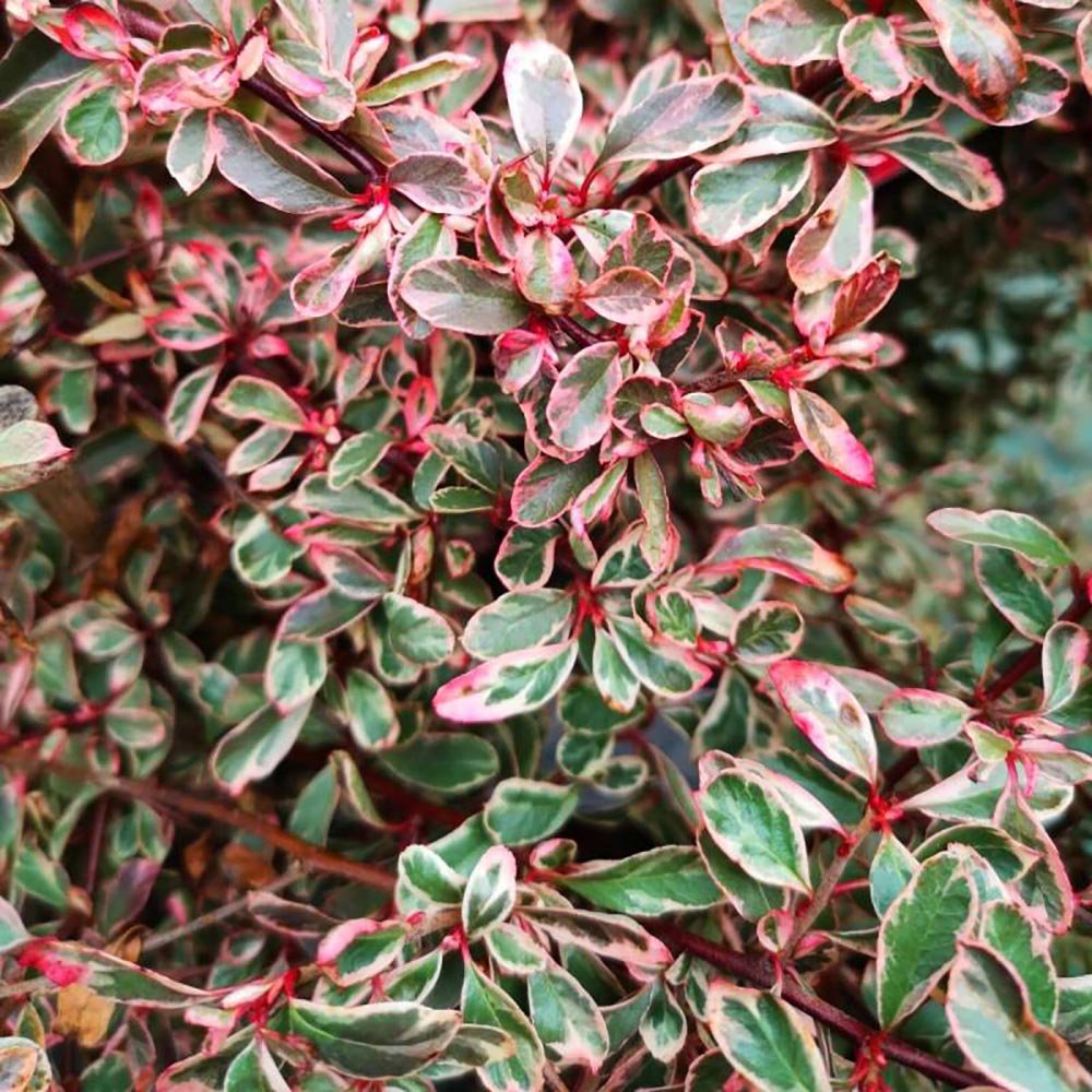 Catina Ornamentala auriu Pyracantha Sparkler, Cataratoare
