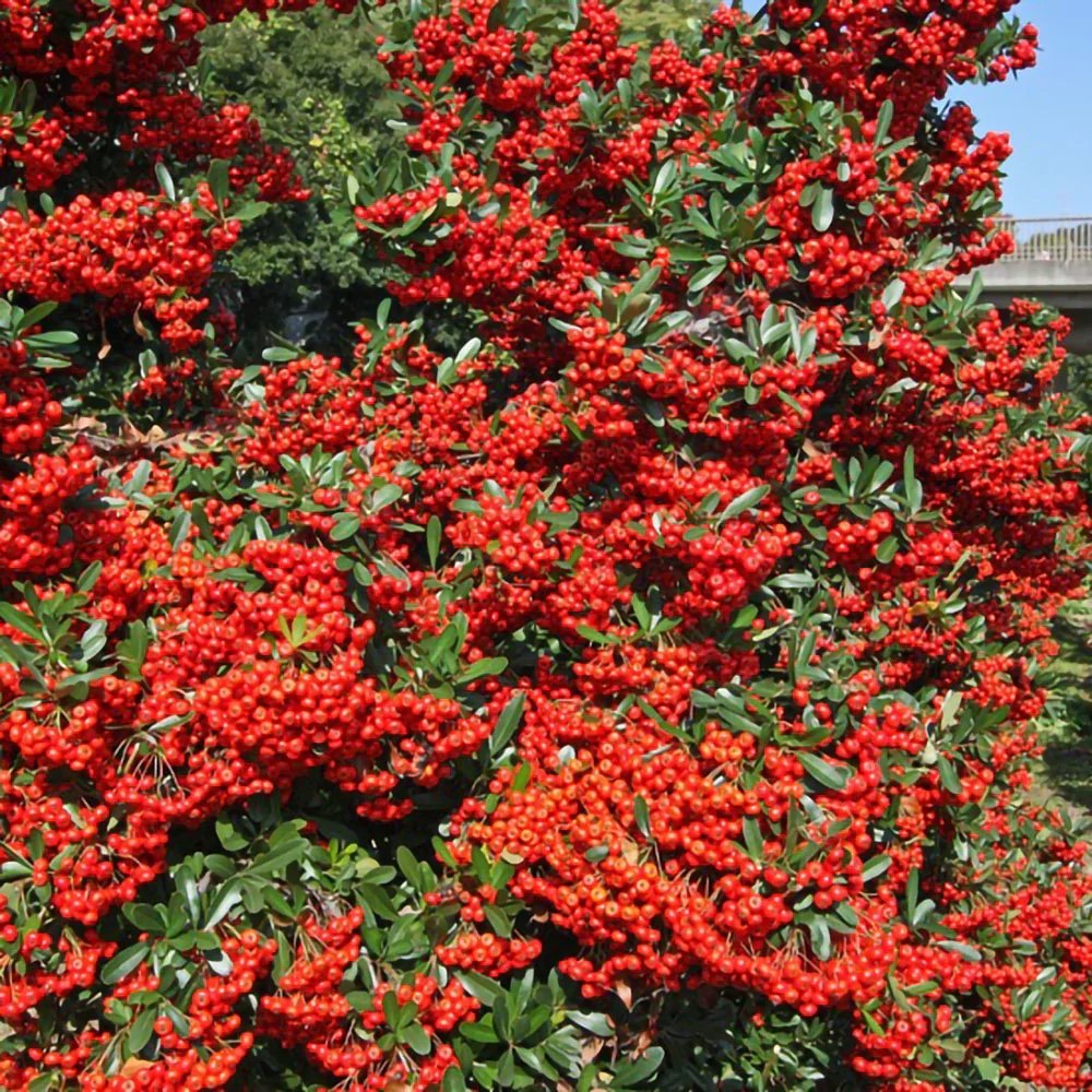 Catina Ornamentala Rosu (Pyrachanta Red Column)