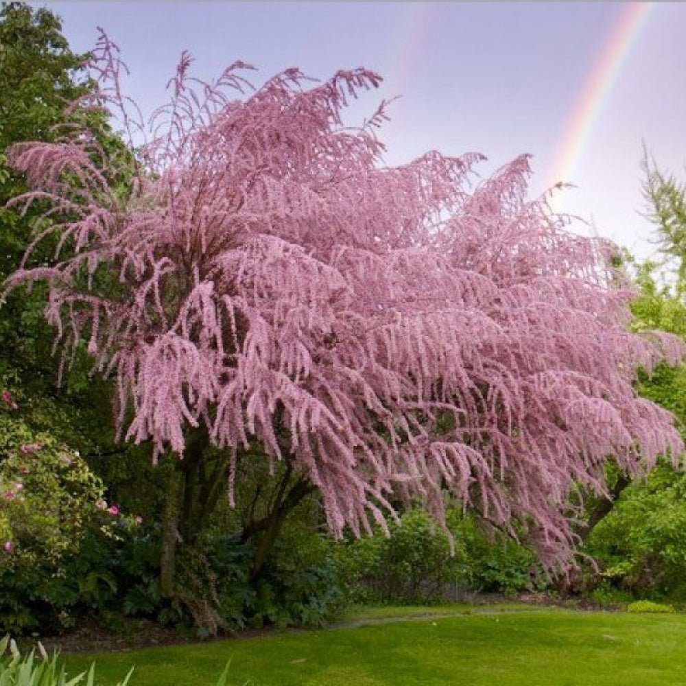 Catina Rosie - Roz (Tamarix Tetrandra) Pink Cascade