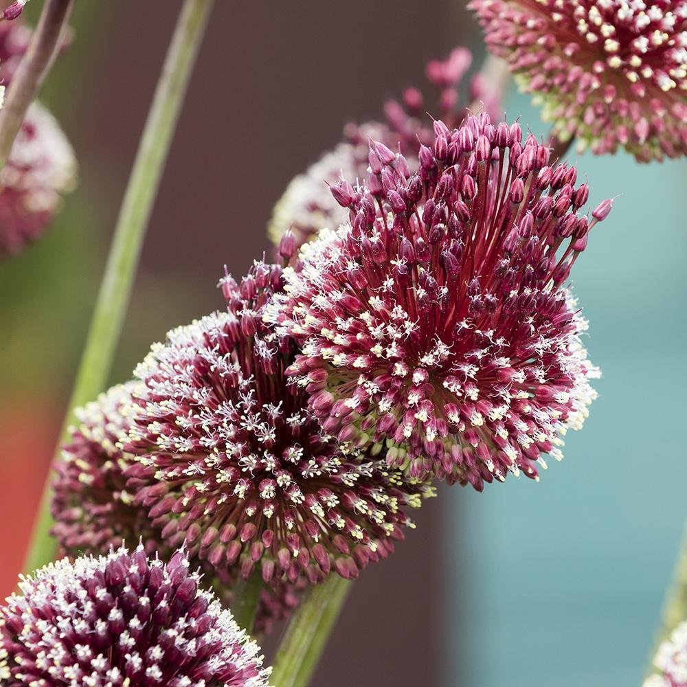 Bulbi Ceapa Ornamentala (Allium) Red Mohican (5 Bucati/Pachet)