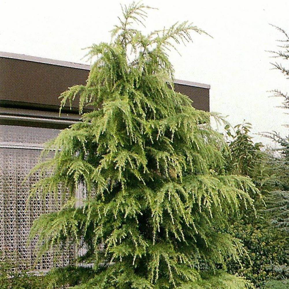 Cedru galben Aurea