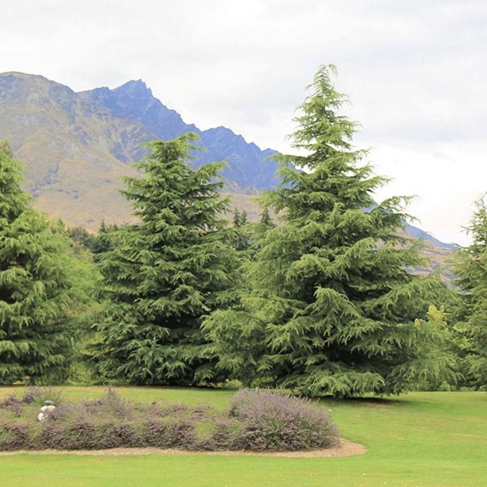 Cedru de Himalaya Albastru (Cedrus Deodara), conifer ornamental cu ace verde-albastrui moi si arcuite, vesnic verde, crestere rapida