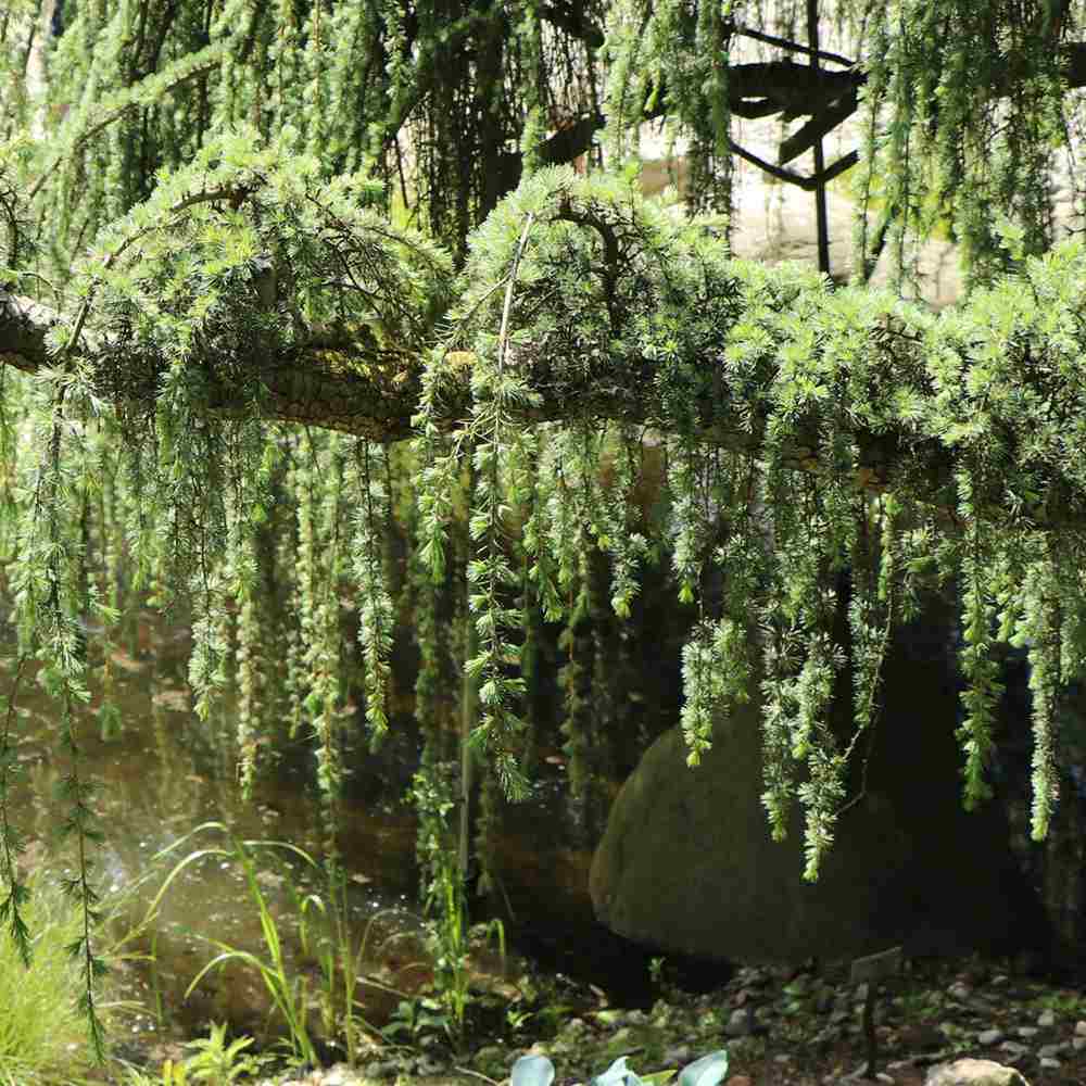 Cedru albastru Glauca Atlantica (Pendula), conifer curgator cu ace albastre-argintii, vesnic verde, forma eleganta